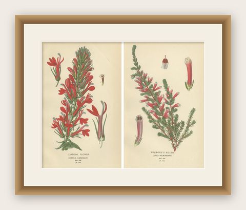 1897 Antique Botanical Prints, A Red Cardinal Flower and Wilmore's Heath, shown framed