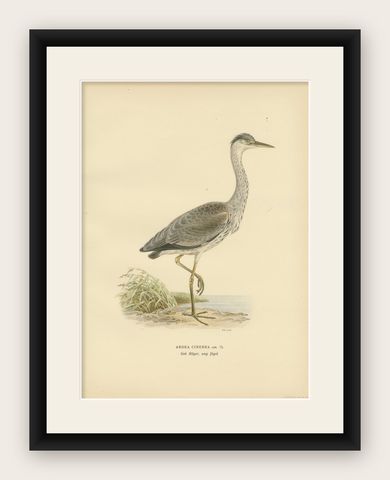 The Young Grey Heron from the "Svenska Fåglar Lithographs Series, 1929, shown framed