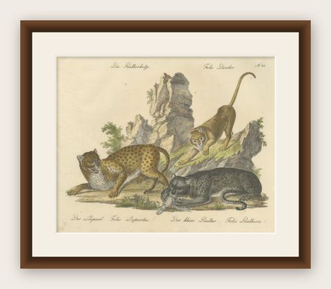 Antique Leopard & Panther Lithograph by Karl Joseph Brodtmann, 1816, shown framed