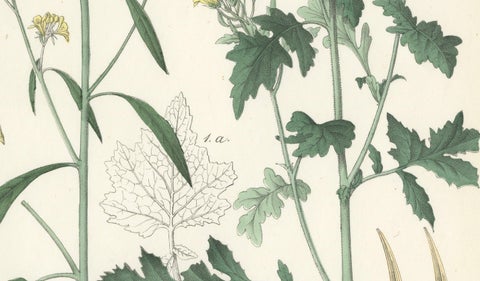Hand-Colored Botanical Lithograph of Wild Mustard and Charlock, Calwer, 1854, close-up 2
