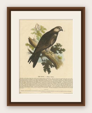 The Kite, Bird of Prey, Antique Wood Engraving, circa 1860, shown framed