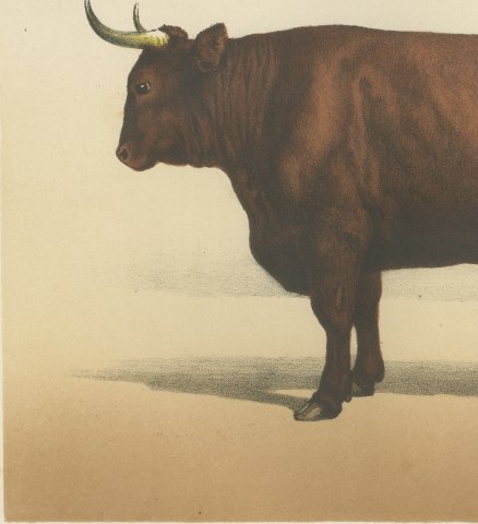 Salers Ox, French Cattle Breed, Antique Chromolithograph by Borie, 1863, close-up 2