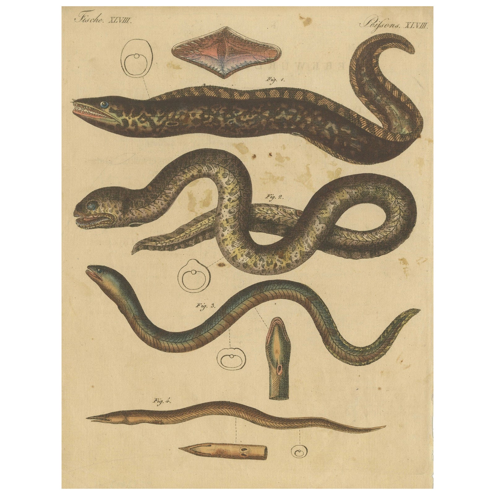Antique Print of Various Marine Life Including the Dark Moray Eel, c.1800