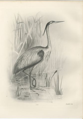 Grey Heron at the Water, Antique Bird Print after Lilian Medland, circa 1909