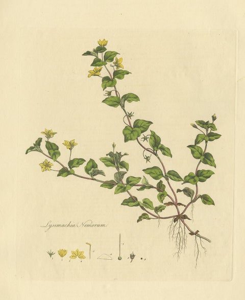 Antique Botany Print of Lysimachia Nemorum by Curtis 'circa 1817', view 4