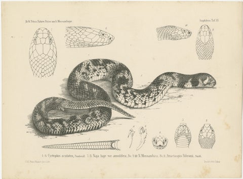 Set of 4 Antique Prints of the Lowland Viper and Other Snakes, view 2