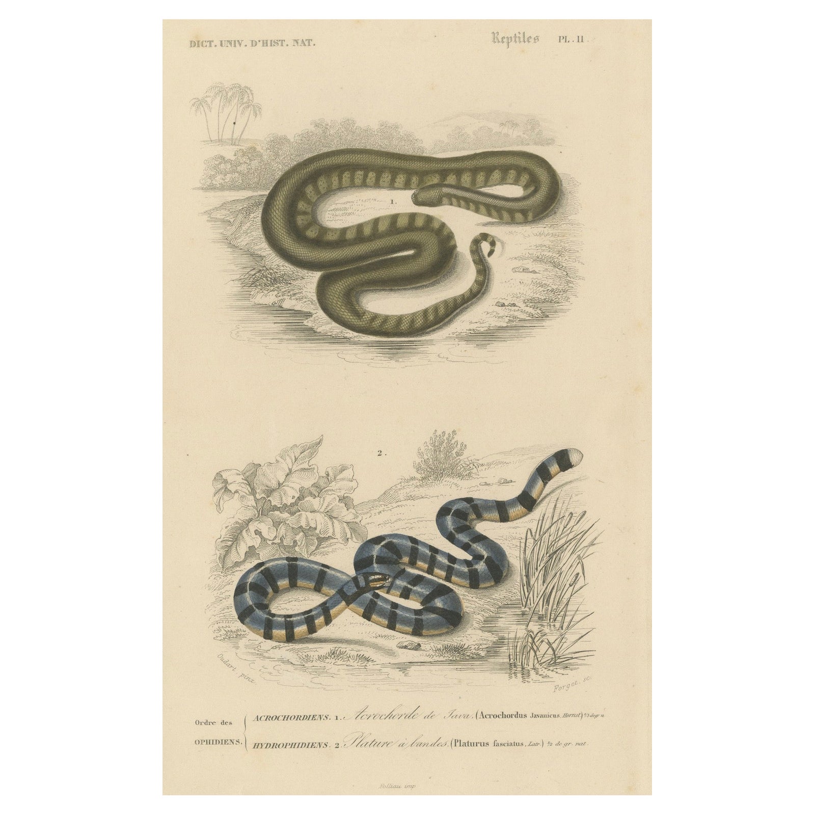 Snake Print of Banded Snake and Red-Striped Snake, c.1850, by Orbigny