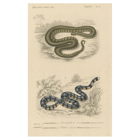 Snake Print of Banded Snake and Red-Striped Snake, c.1850, by Orbigny