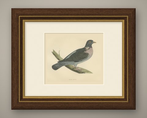 Ring Dove or Wood Pigeon on a Mossy Bough, Hand Colored Print, Morris, 1896, shown framed