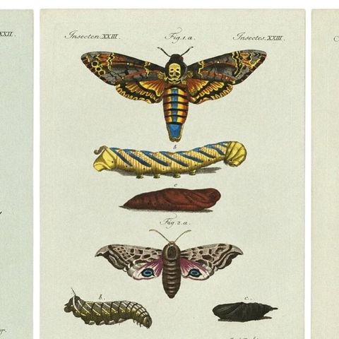 Set of Three Antique Butterfly and Moth Prints by Bertuch, c. 1800, close-up 1