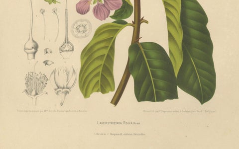 Original Antique Botanical Chromolithograph of Queen's Crape Myrtle, c. 1880, close-up 3