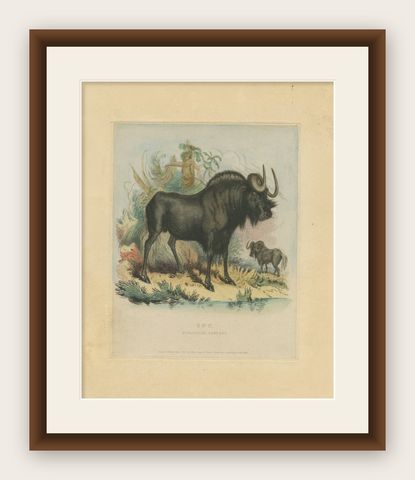 Antique Animal Print of a Gnu or Wildebeest, shown framed