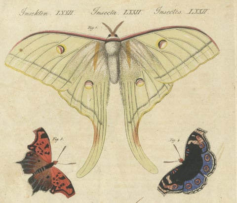 Original Antique Print of Exotic Moths and Butterflies by Bertuch, c. 1820, close-up 4