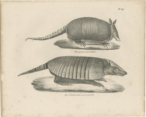 Antique Armadillo, Pangolin & Anteater Lithographs, Brodtmann c.1830, view 2