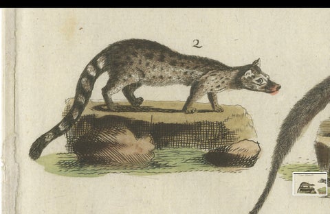 Old Hand-Colored Antique Print of a Civet and Skunks, Published in circa 1820, close-up 4