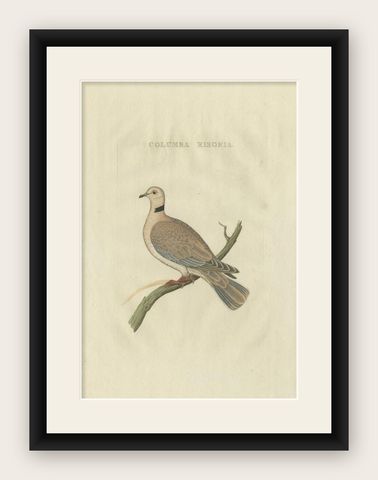 Antique Bird Print of the Barbary Dove by Sepp & Nozeman, 1829, shown framed