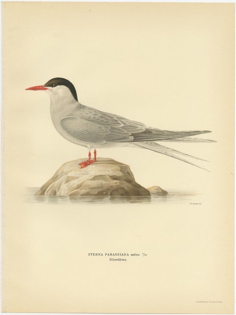 Antique Bird Print of the Arctic Tern by Von Wright, 1929, view 4