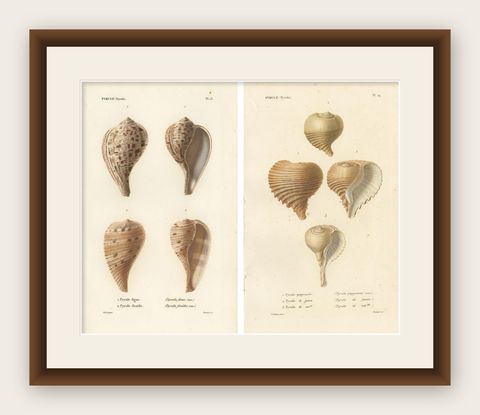 Set of 2 Antique Pyrula Shell Prints by Kiener, 'circa 1840', shown framed