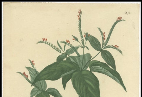 Floral Elegance of the Americas: A Botanical Print of a Spigelia Species, c.1821, close-up 1