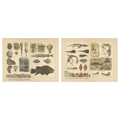 Antique Fossil Plates, Ammonites, Ichthyosaurus, Archaeopteryx, c.1880