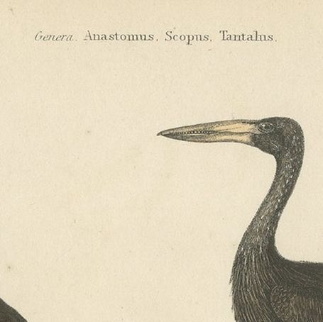 Old Bird Print of The Tufted Umbre, Madagascar Open Bill and Milky Ibis, c.1860, close-up 1