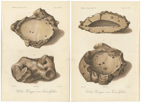 Antique Lithographs of Termite Queen Cells, Termes Gibus, Sumatra c.1887, view 2