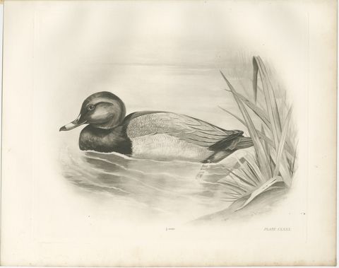 Pochard, Antique Bird Print after Lilian Medland, circa 1909, view 2