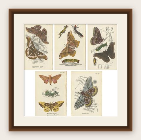 Set of 5 Antique Prints of Various Moths by Lloyd, circa 1897, shown framed