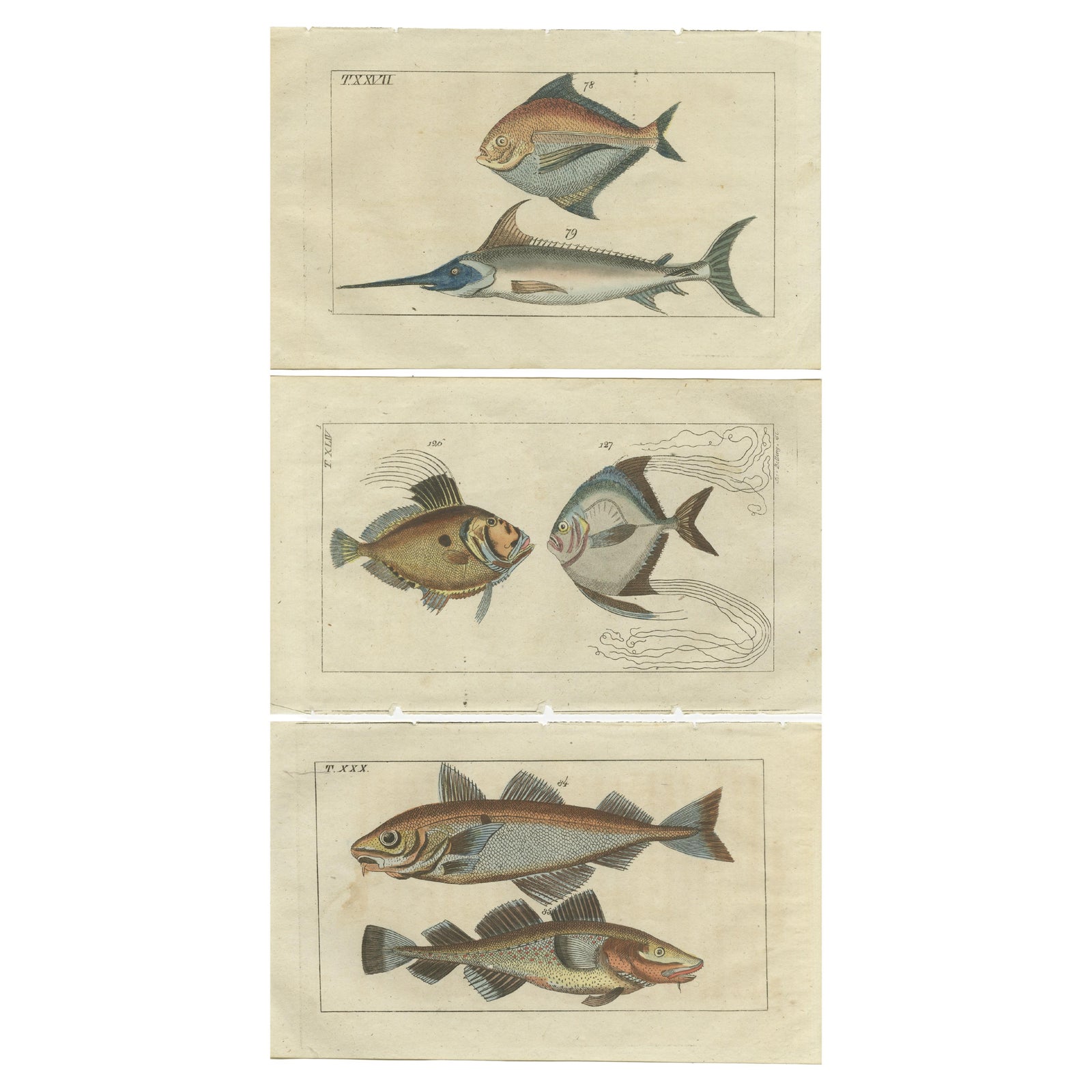 Set of 3 Antique Fish Prints, Sword Fish, John Dory, Haddock, 1832