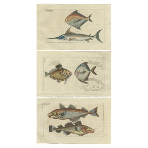 Set of 3 Antique Fish Prints, Sword Fish, John Dory, Haddock, 1832