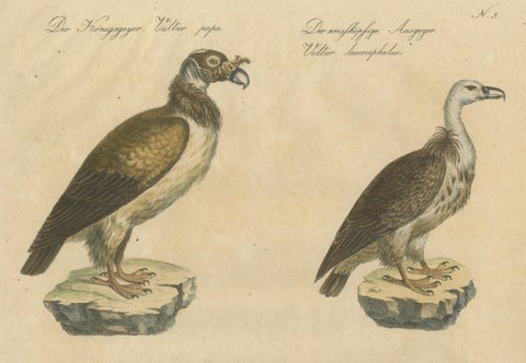 Antique Vultures & Birds of Prey Lithograph by Brodtmann, 1816, close-up 2