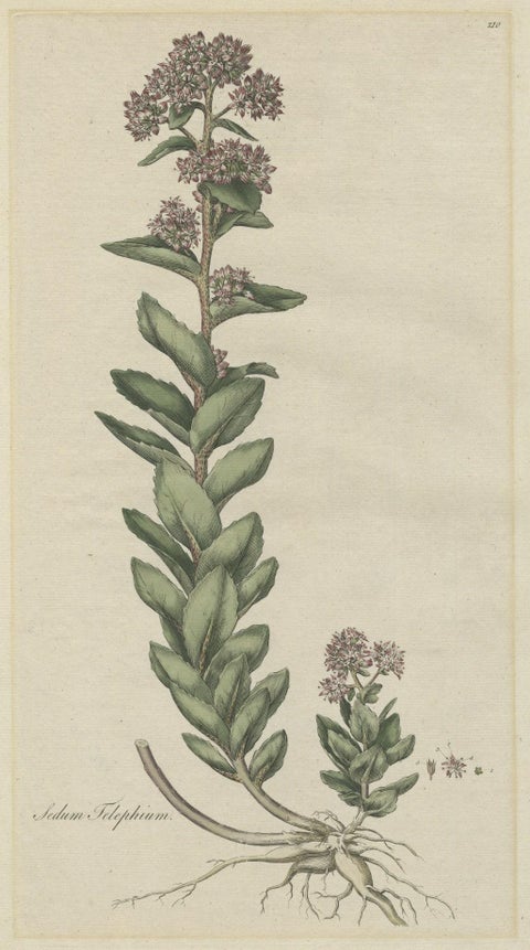 Old Flower Print of the Frog's-Stomach or Harping Johnny, ca.1800, close-up 1