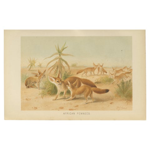 African Fennecs, Antique Desert Fox Chromolithograph, 1894