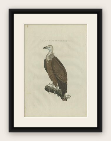 Antique Bird Print of a Vulture by Sepp & Nozeman, 1770, shown framed