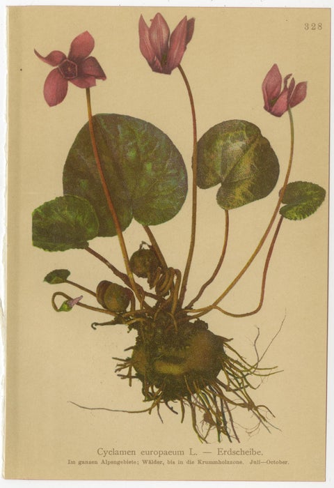 Alpine Gentiana Botanical Wall Collection, Set of 10, Antique Chromolithos, 1897, view 2