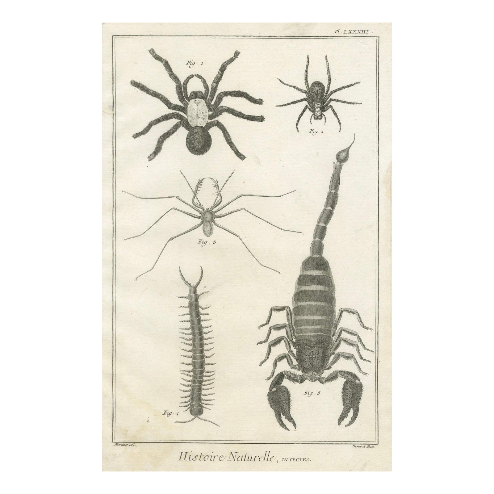 Antique Engraving of Spiders, Centipede and Scorpion by Diderot, ca.1770