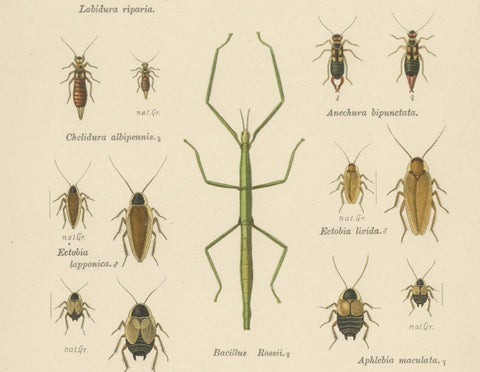 Mantis, Stick Insects & Grasshoppers, Antique Prints, Set of 3, 1908, close-up 1