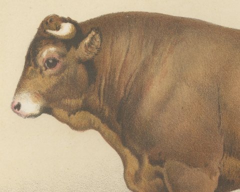 Limousin Bull, French Cattle Breed, Antique Chromolithograph by Borie, 1863, close-up 1