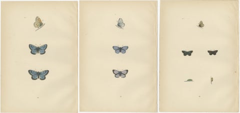 Winged Jewels of the Victorian Era: Hand-Colored Butterfly Masterpieces, 1890, view 5