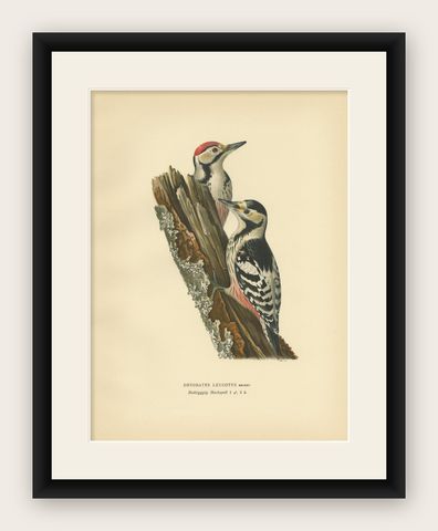 Antique Original Bird Print of Male and Femail White-Backed Woodpecker, 1927, shown framed