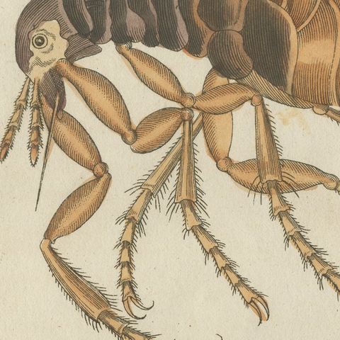 Flea and Louse Under the Microscope, Antique Bertuch Print, circa 1805, close-up 4