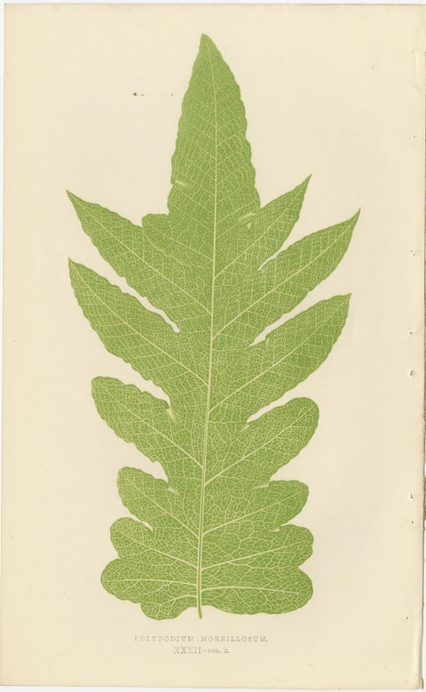 Set of 10 Original Antique Fern Lithographs by Edward J. Lowe, 1856, view 5