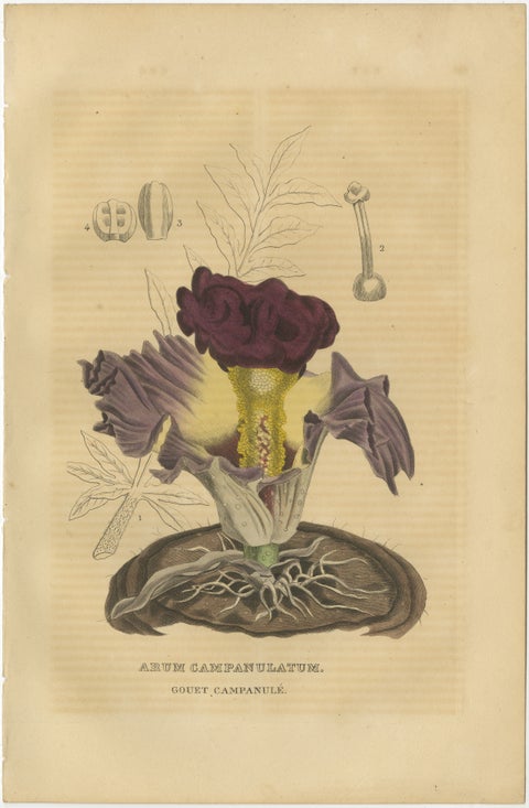 Velvet Majesty: The Bell-Shaped Arum - A Vintage Portrait of Botanical Splendor, view 2