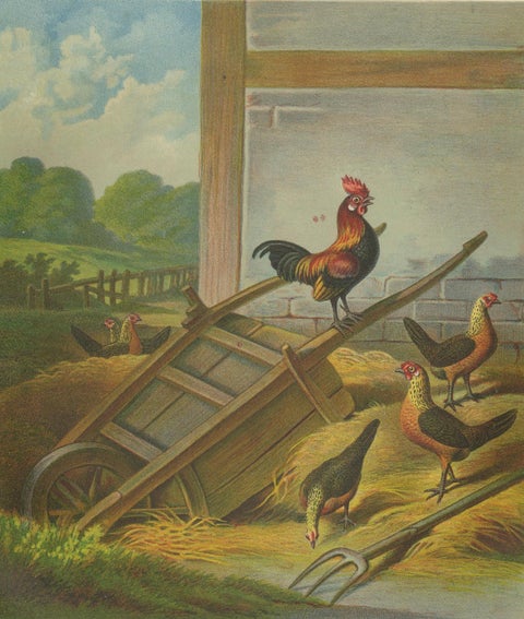The Lively Golden Bantam Game Fowl - A Rare 19th Century Poultry Lithograph, close-up 4