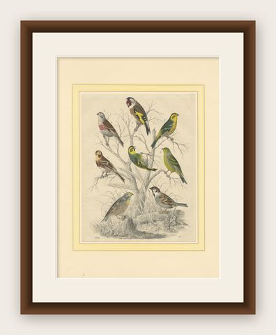 Finches and Sparrows: An 1849 Avian Assembly - A Hand-Coloured Lithograph, shown framed