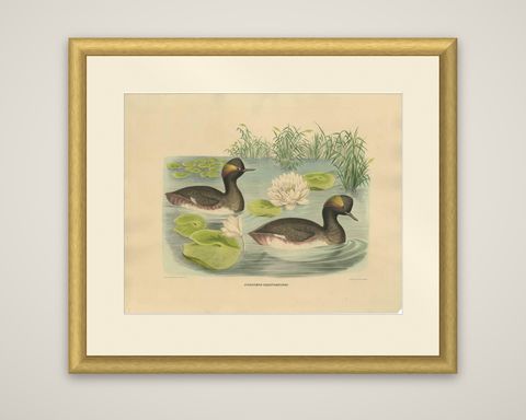 Antique Bird Print of Two Black-Necked Grebes Made after D.G. Elliot, 1869, shown framed