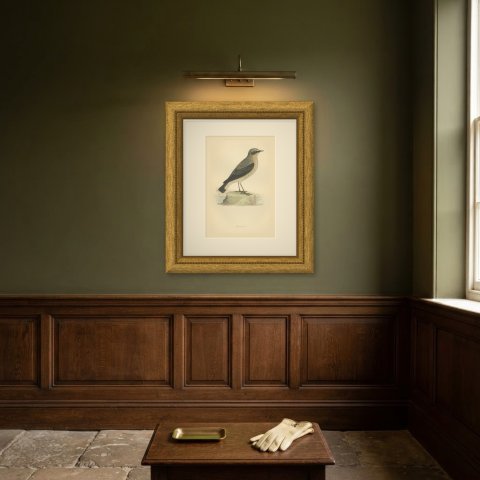 Wheatear Standing by Water, Antique Hand Colored Bird Print, Morris, 1896, shown framed on a wall
