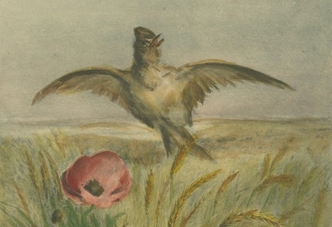 Lark Among Poppies - Exquisite Giacomelli Ornithological Print, Circa 1891, close-up 2