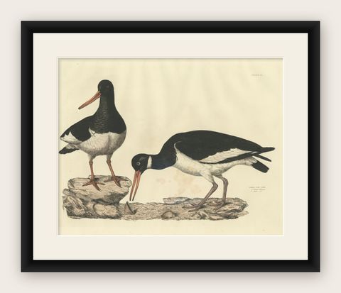 Seasonal Plumage of a Life Seize Engraving of the Common Oystercatcher, 1826, shown framed