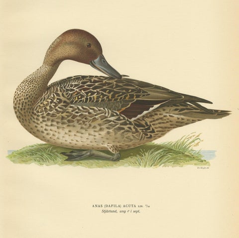 Antique Bird Print of a Male Northern Pintail by Von Wright '1929', view 3